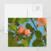 花芽はがき ポストカード (正面/裏面)