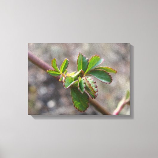花芽を使用したキャンバス印刷。 キャンバスプリント (正面)