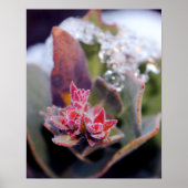 花芽 ポスター (正面)