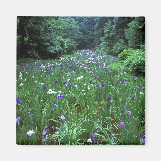 花菖蒲 (ハナショウブ)、明治神宮、 マグネット (正面)