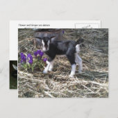 花葉書という子 ポストカード (正面/裏面)