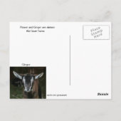 花葉書という子 ポストカード (裏面)