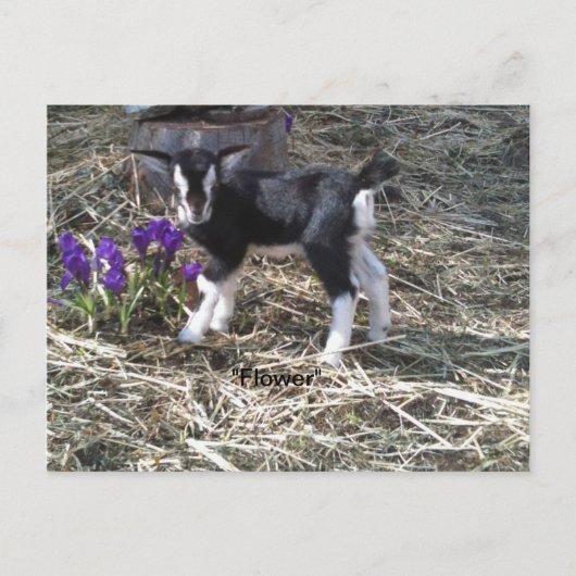 花葉書という子 ポストカード (正面)