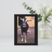 花葉書と名付けられたヤギ ポストカード (スタンド正面)