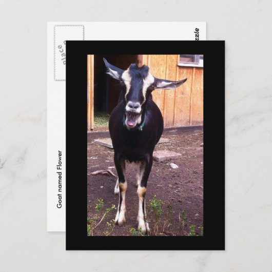 花葉書と名付けられたヤギ ポストカード (正面/裏面)