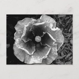 花葉書(B/W) ポストカード