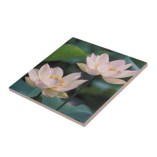 花蓮花中国 タイル (側面)