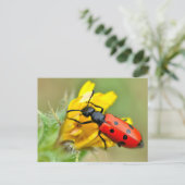 花虫 ポストカード (スタンド正面)