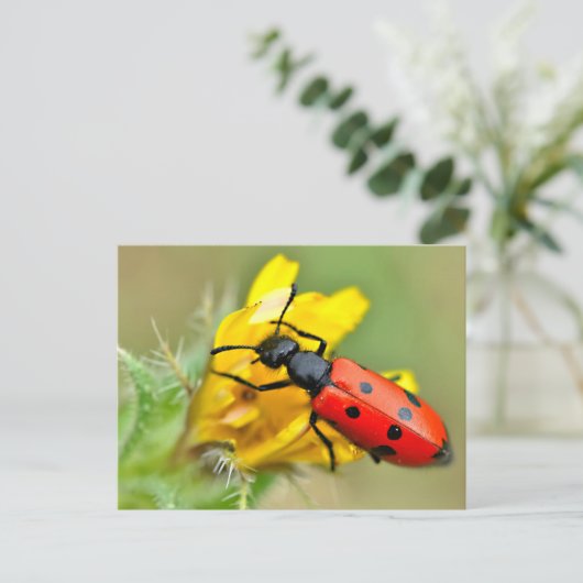 花虫 ポストカード (スタンド正面)