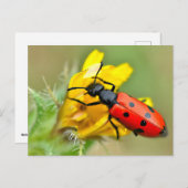 花虫 ポストカード (正面/裏面)