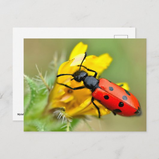 花虫 ポストカード (正面/裏面)