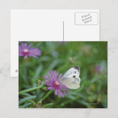 花蝶 ポストカード (正面/裏面)