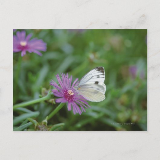 花蝶 ポストカード (正面)