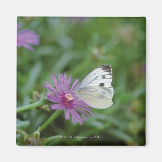 花蝶 マグネット (正面)