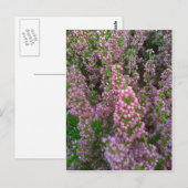 花開く荒野 ポストカード (正面/裏面)