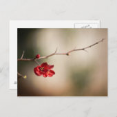 花開くQuinceのポストカード ポストカード (正面/裏面)