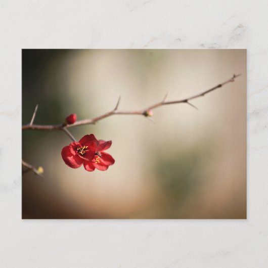 花開くQuinceのポストカード ポストカード (正面)