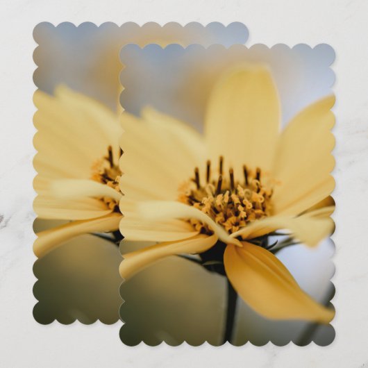 花開花 シーズンカード (正面/裏面)