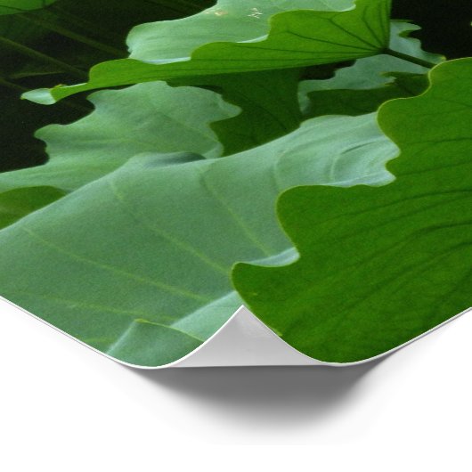 花集:蓮 ポスター (角)