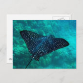 花馬湾スポッテッドイーグルレイ ポストカード (正面/裏面)