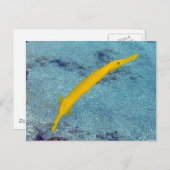 花馬湾ハワイ – トランペットフィッシュ（ヌヌ） ポストカード (正面/裏面)