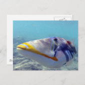 花馬湾ハワイ – フムフムヌクヌクアクアプア ポストカード (正面/裏面)