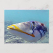 花馬湾ハワイ – フムフムヌクヌクアクアプア ポストカード (正面)