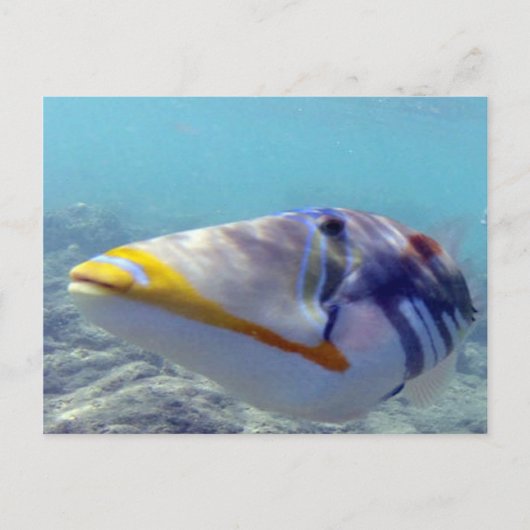 花馬湾ハワイ – フムフムヌクヌクアクアプア ポストカード (正面)