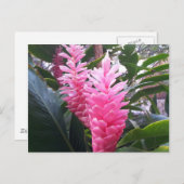花馬湾ハワイ – 赤生姜の花 ポストカード (正面/裏面)