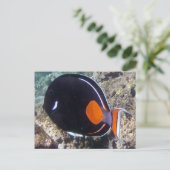 花馬湾 – アキレウス唐魚 ポストカード (スタンド正面)