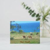 花馬 ポストカード (スタンド正面)