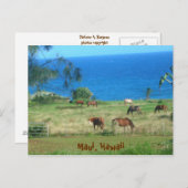 花馬 ポストカード (正面/裏面)