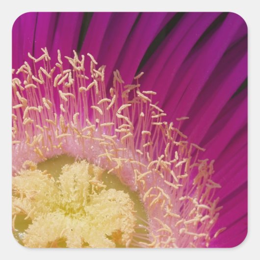 花鮮やかのシール スクエアシール (正面)