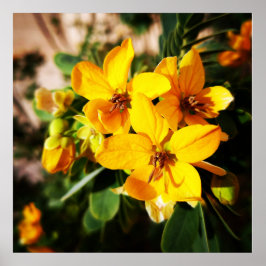 花鮮やか類 ポスター