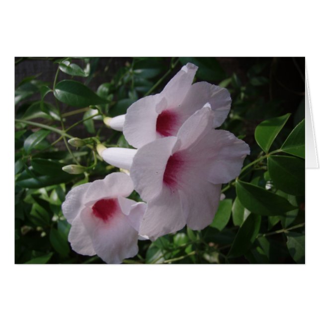 花 (正面横)