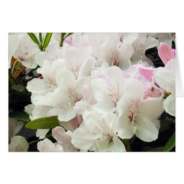 花 (正面横)