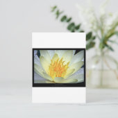 花061白スイレン ポストカード (スタンド正面)