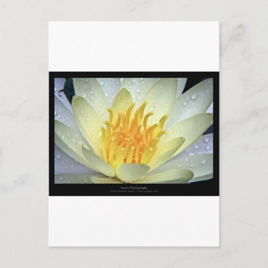花061白スイレン ポストカード (正面)