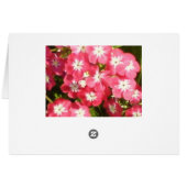 花1のBadrinathの谷 (裏面横)