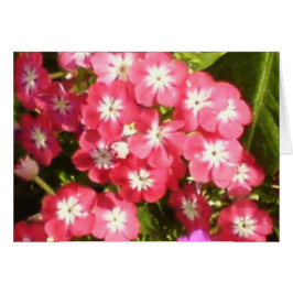 花1のBadrinathの谷