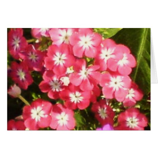 花1のBadrinathの谷 (正面横)