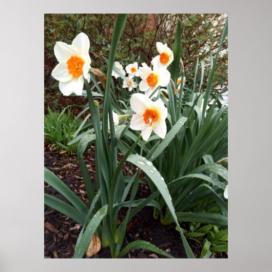 花1枚ポスター ポスター (正面)