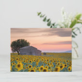 花 |ひまわり畑プロヴァンス（フランス） サンキューカード (スタンド正面)