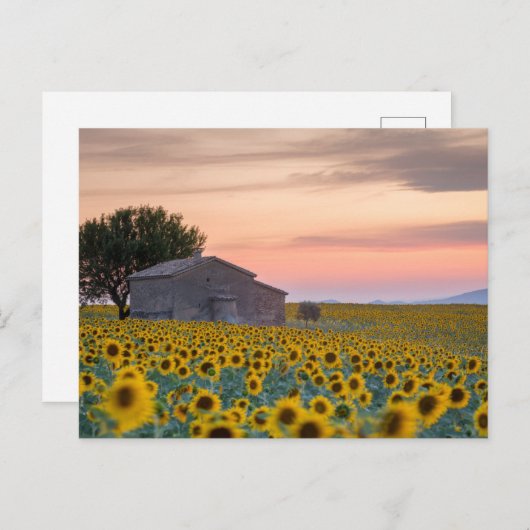 花 |ひまわり畑プロヴァンス(フランス) ポストカード (正面/裏面)