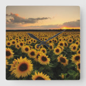 花 |ひまわり畑 スクエア壁時計 (正面)