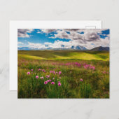 花 |アルタイ山脈，シベリア，ロシア ポストカード (正面/裏面)
