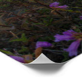 花 |インディアンペイントブラシ&ペンステモン ポスター (角)