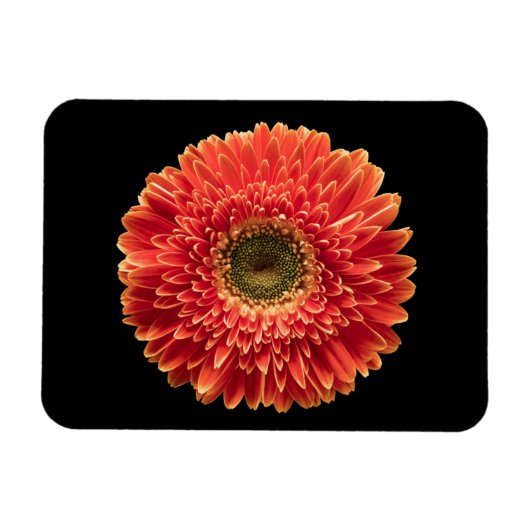 花 |オレンジゲルベラデイジー マグネット (横)