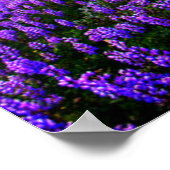 花 |カリフォルニアのワイルドフラワー ポスター (角)