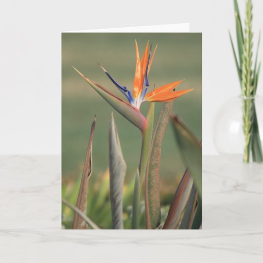 花 カード (正面)